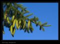 Picea abies